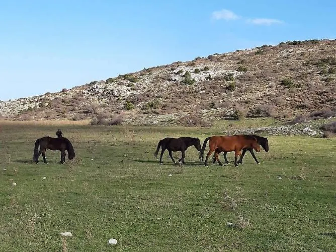 شاليه Arli House *